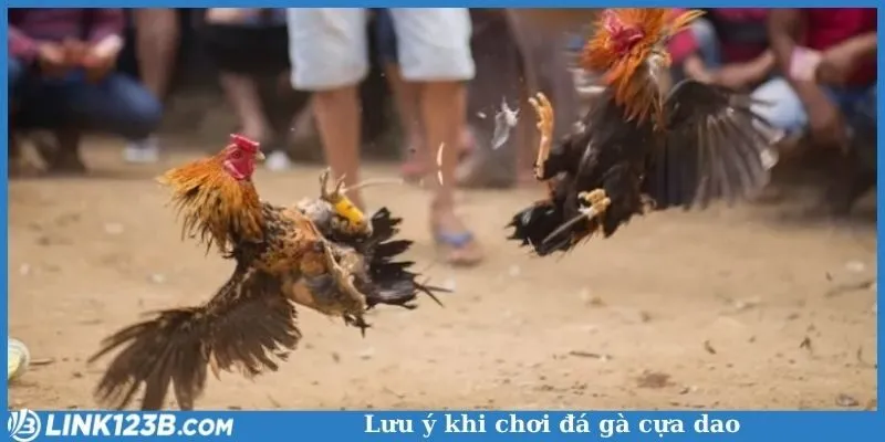 Lưu ý khi chơi đá gà cựa dao