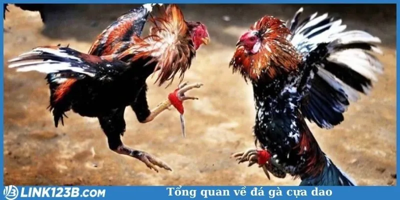 Tổng quan về đá cựa dao